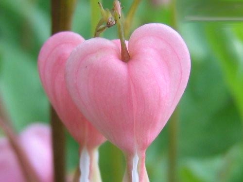 attachment.php