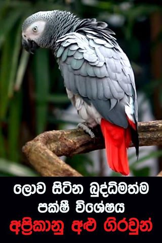 attachment.php