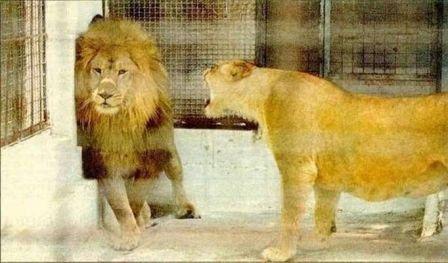 attachment.php